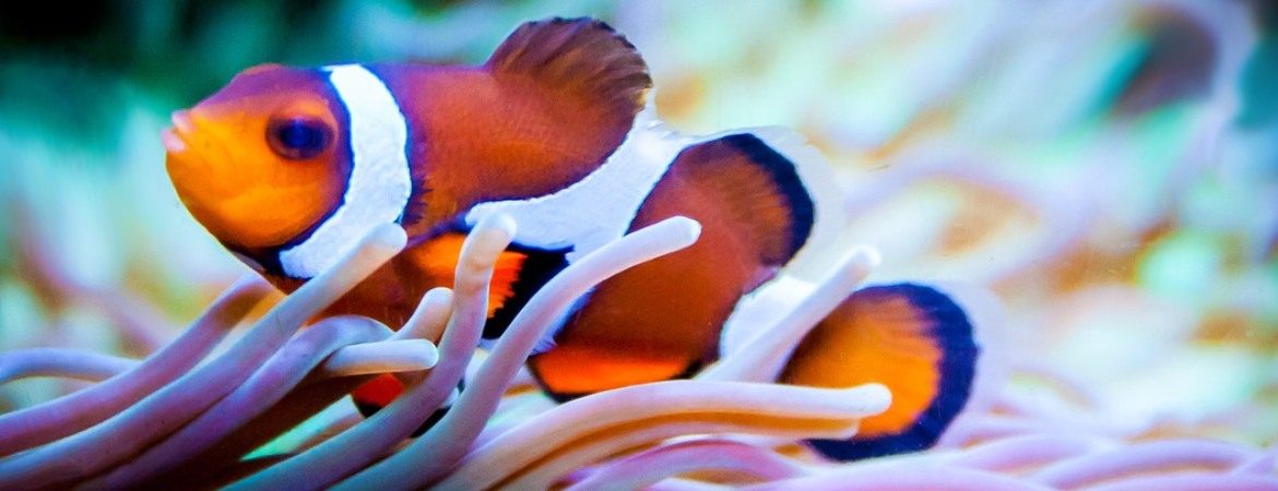 A photo of a very popular aquarium fish, the common clownfish living in an anemone