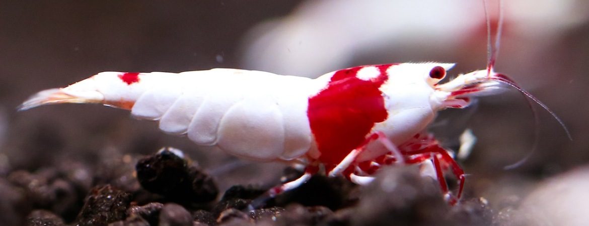 A close up photo of a beautiful small aquarium shrimp named crystal shrimp