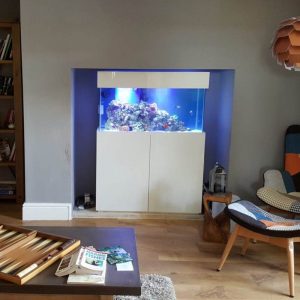 A saltwater aquarium in the home to be enjoyed maintained by Cornwall Aquatics & Aquarium Services