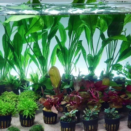 Aquarium Plants for Cornwall
