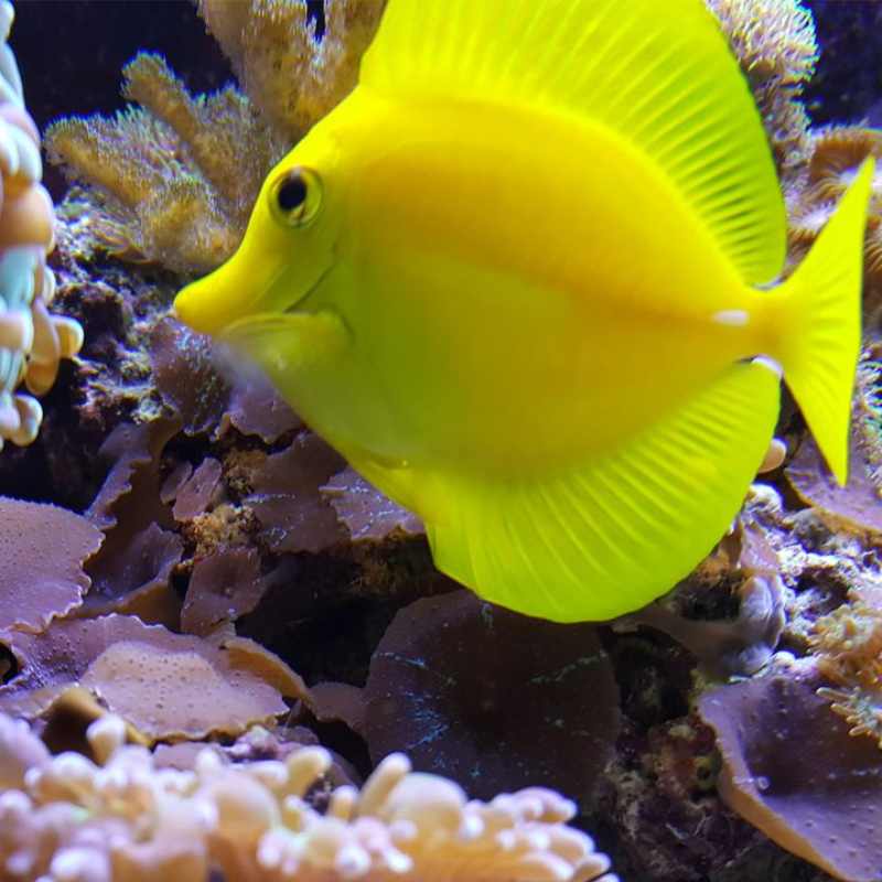 A reef tank with a yellow tang maintained by Cornwall Aquatics & Aquarium Services home
