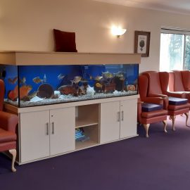 Owning an Aquarium Benefits Wellbeing