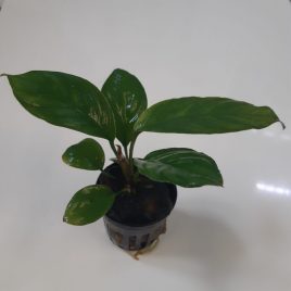 Anubias is an aquarium plant that is easy to keep