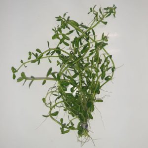 Bacopa is a live aquarium plant for any type of fresh water fish tank.