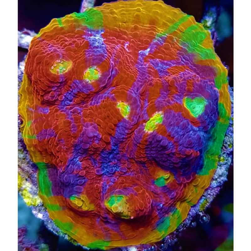 Jelly Bean Chalice very bright rainbow chalice encrusting LPS hard coral