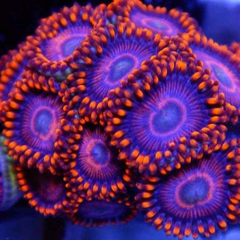 Zoa Twizzlers hardy easy to care for beginner soft coral
