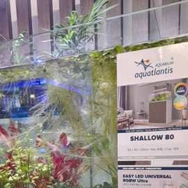 Beginner's Guide: Tropical Freshwater Aquarium Starter Best Fish For New Fish Keepers