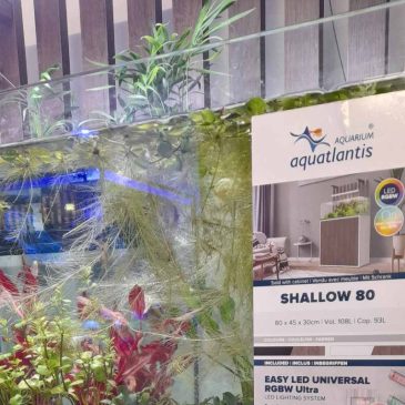 Beginner’s Guide: Tropical Freshwater